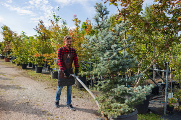 Best Tree Care Services  in Maan, ND